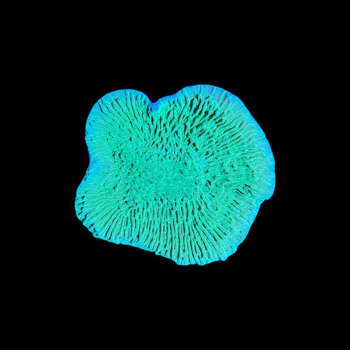 Lime green montipora capricorn - lime,
