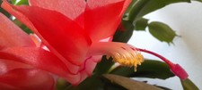 Schlumbergera Red / Salmon