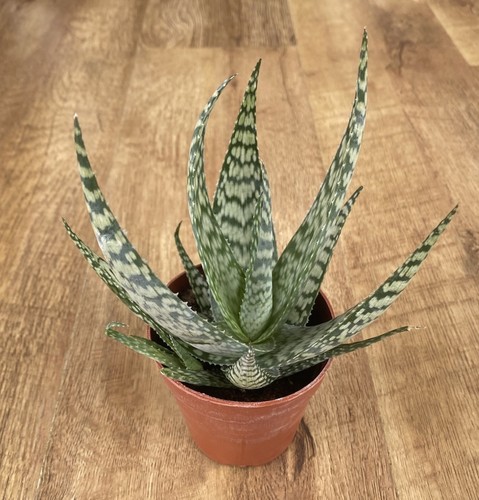 Aloe hybrid bronze - aloe,