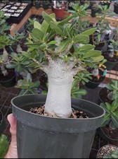 3 Desert Rose/Adenium Arabicum