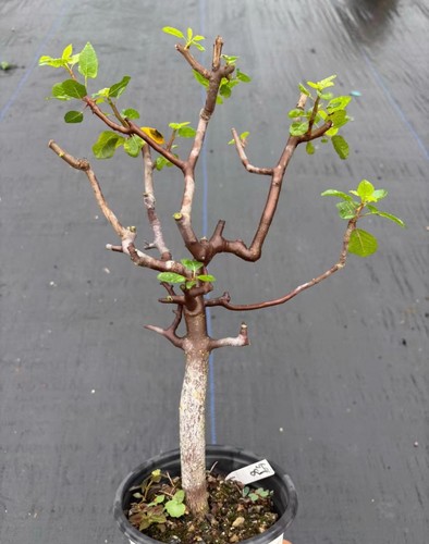 Rare live house plant bursera - rare,