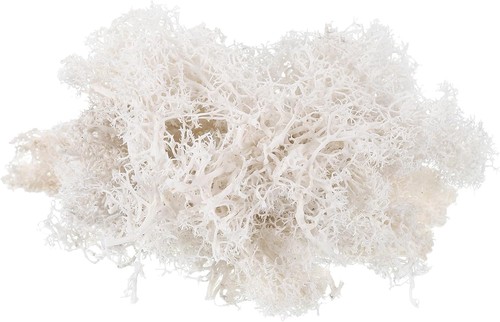 Patikil fake moss - 1.8,