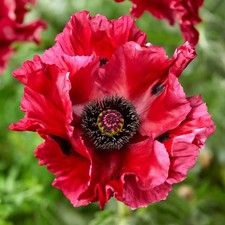 Papaver Red Rumble 9cm x 3