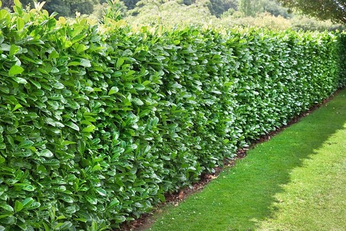 Cherry laurel evergreen - [x1], |