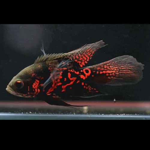 Longfin tiger oscar 2 - –, 2"