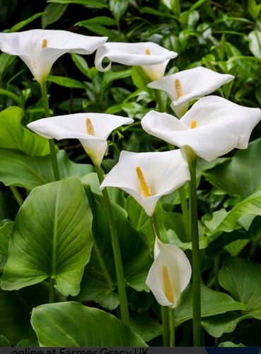 Calla lili zantedeschia - lili, 'zantedeschia