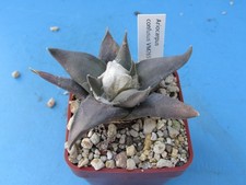 ARIOCARPUS CONFUSUS VM265 7.6CM CACTUS PLANT