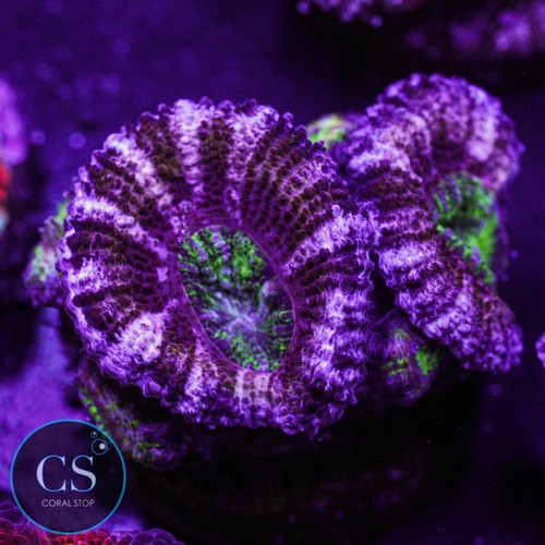 Purple heart acan wysiwyg - -,