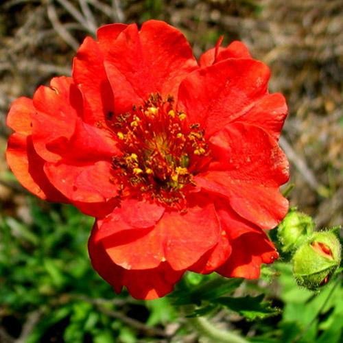 Geum mrs bradshaw - geum, x6