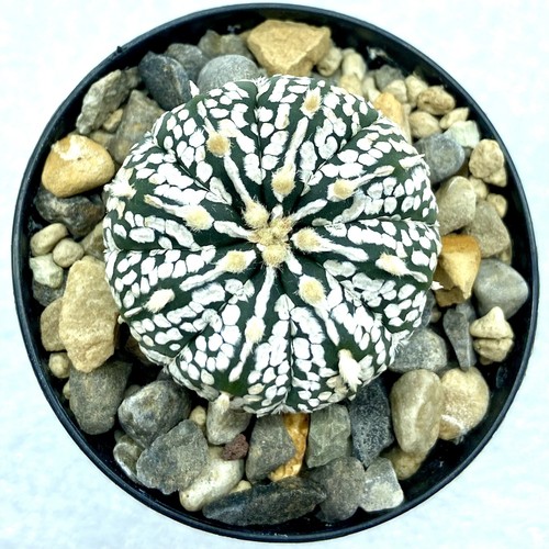 Astrophytum asterias