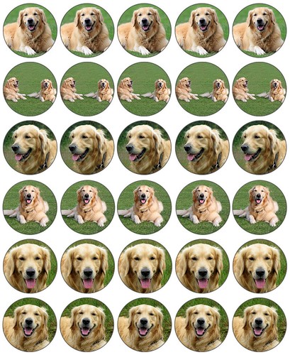 Dog golden retriever - dog,