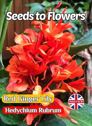 Red ginger lily hedychium - ginger,