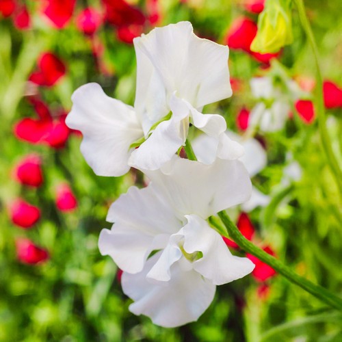 White ensign sweet pea bedding - ensign,