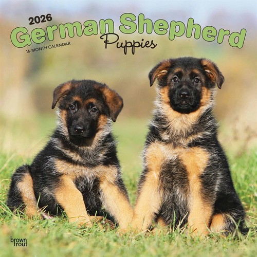 German shepherd puppies - german,