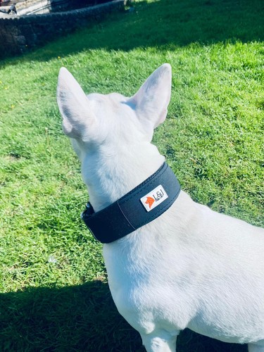 Waterproof dog collar - waterproof,