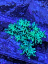 Neon Green Kenya Tree - Soft Coral Frag