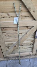 Twisted Twisty Wood Hazel