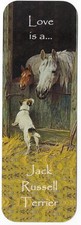 Jack russell terrier - jack, dog