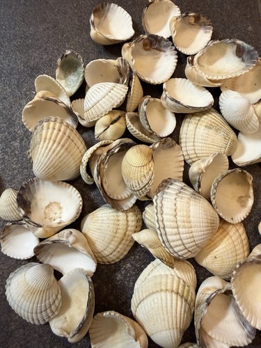 Cockle shells for weddings - 50,
