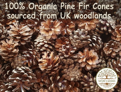Organic wood pine fir - fir, cones