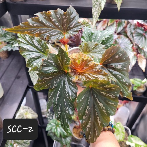 Begonia sophie cecile striking - sophie,