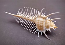 Venus Comb Murex Seashell