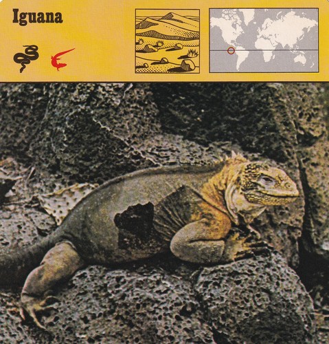 Iguana like some - iguana, reptile
