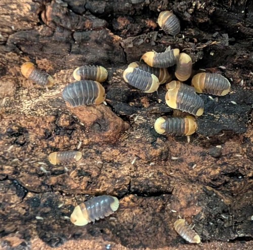 Rubber ducky isopods - rubber,