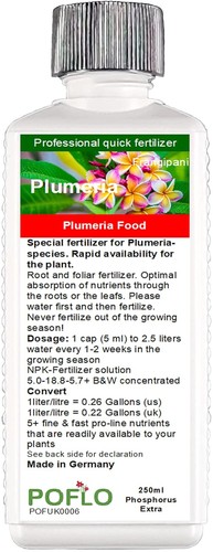 Plumeria frangipani food - plumeria,