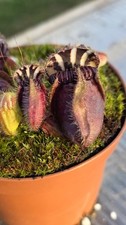 2020 Cephalotus Folliculari