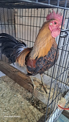 Laughing chickens ayam - chickens, (ayam