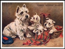 WESTIE WEST HIGHLAND WHITE