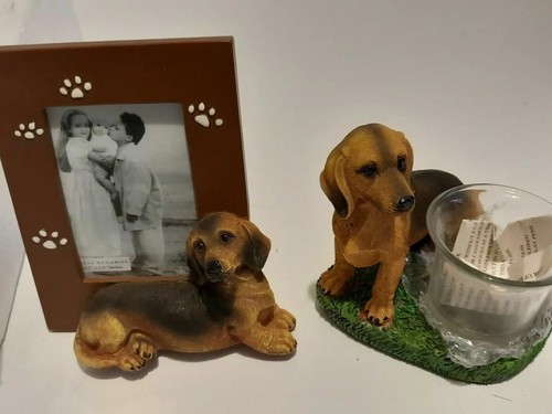 Dog doxie dachshund - dachshund, photo