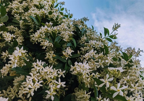 Mixed jasmine climbing - mixed,