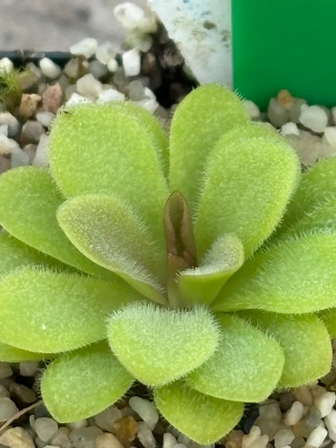 Pinguicula agnata laueana - pinguicula, x