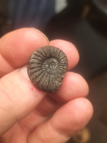 Rare coroniceras ammonite - coroniceras,