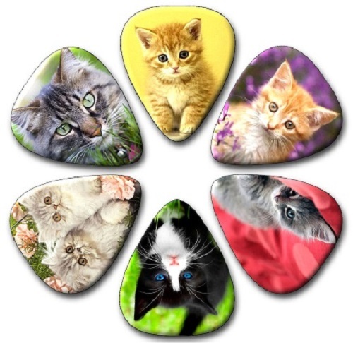 Cats kittens guitar - x,