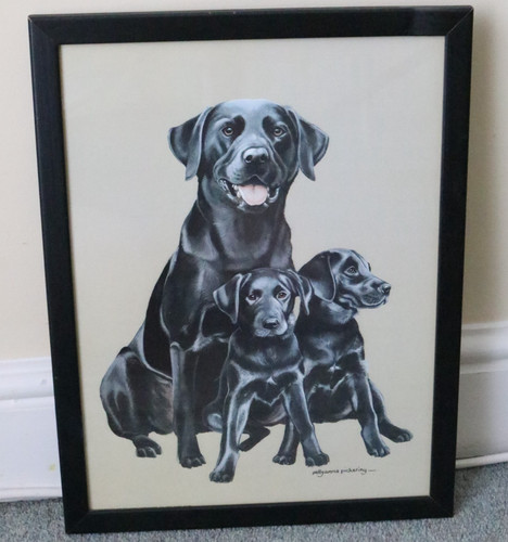 Pollyanna pickering labrador - pollyanna,