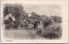 Vintage Postcard Weybridge Surrey England Nature Scene