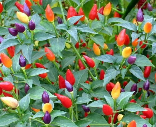 Ornamental pepper aladdin 1 - ornamental,