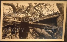 c1900 TREE BURIAL, SKY BURIAL