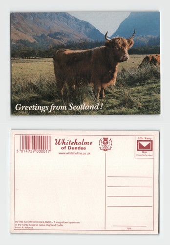 Postcard highland cattle - -,