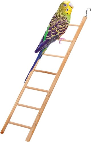 Step wood budgie - 7,