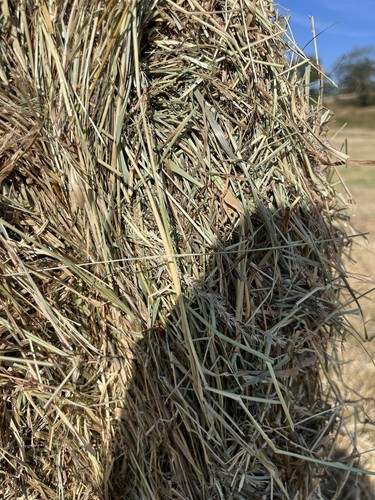 Hay big square - in,