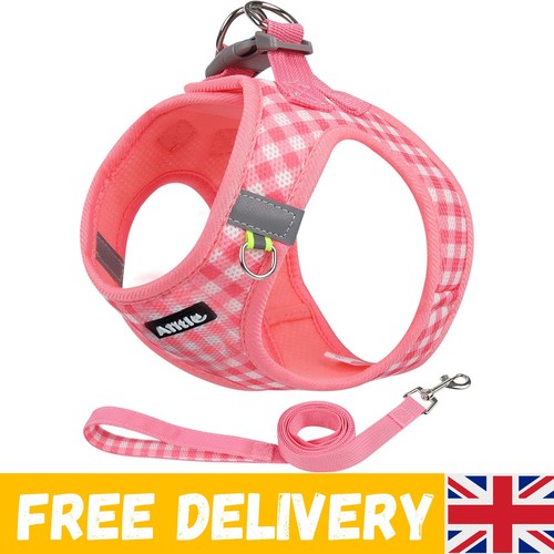 Pull dog harness and leash - dog,
