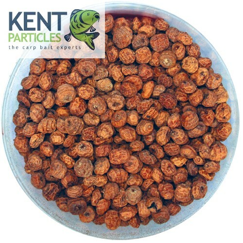 Large dry tiger - nuts,