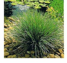 ⭐⭐Juncus Grass EVERGREEN