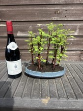 Bonsai Tree's Dawn Redwood