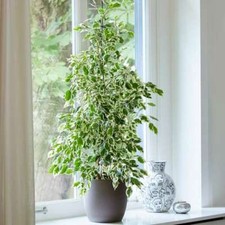 70cm Danielle Ficus Indoor