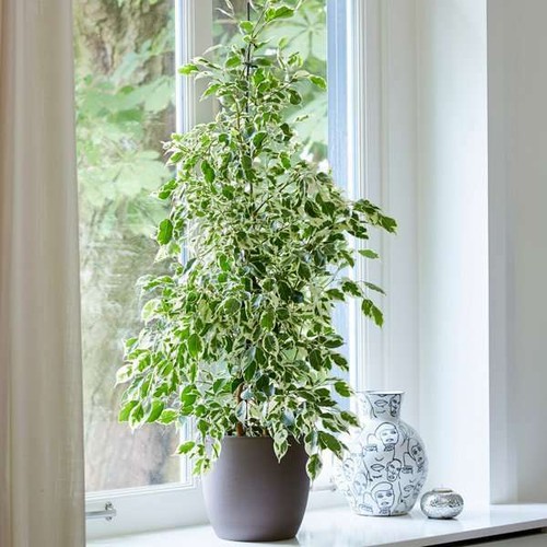 70cm danielle ficus - danielle, indoor